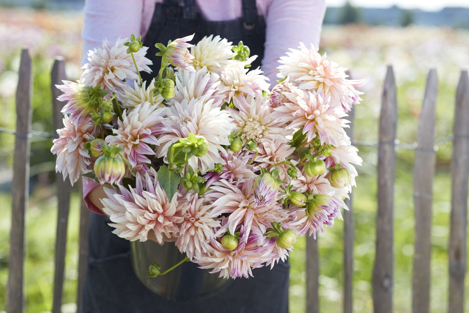 Daalia 'Café de paris'